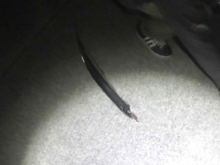 焼津港　太刀魚連日釣果、ヤリイカ、コウイカも釣れてます